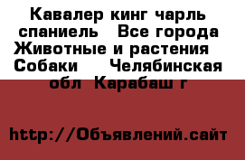 Кавалер кинг чарль спаниель - Все города Животные и растения » Собаки   . Челябинская обл.,Карабаш г.